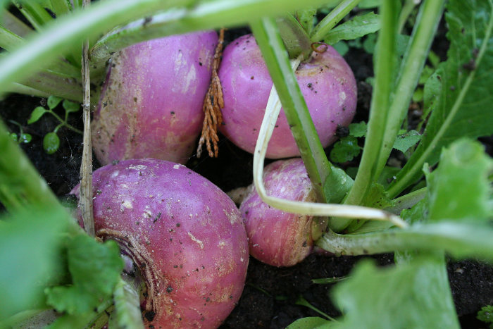 Navets - Temps de Cuisson & Préparation - QuelleCuisson.com